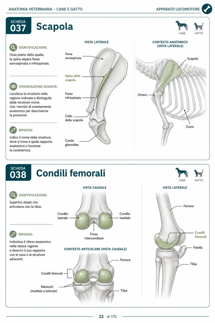 Pagina 6 delle schede visive di anatomia del cane e del gatto