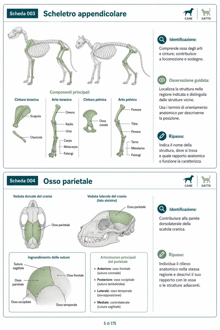 Pagina 4 delle schede visive di anatomia del cane e del gatto