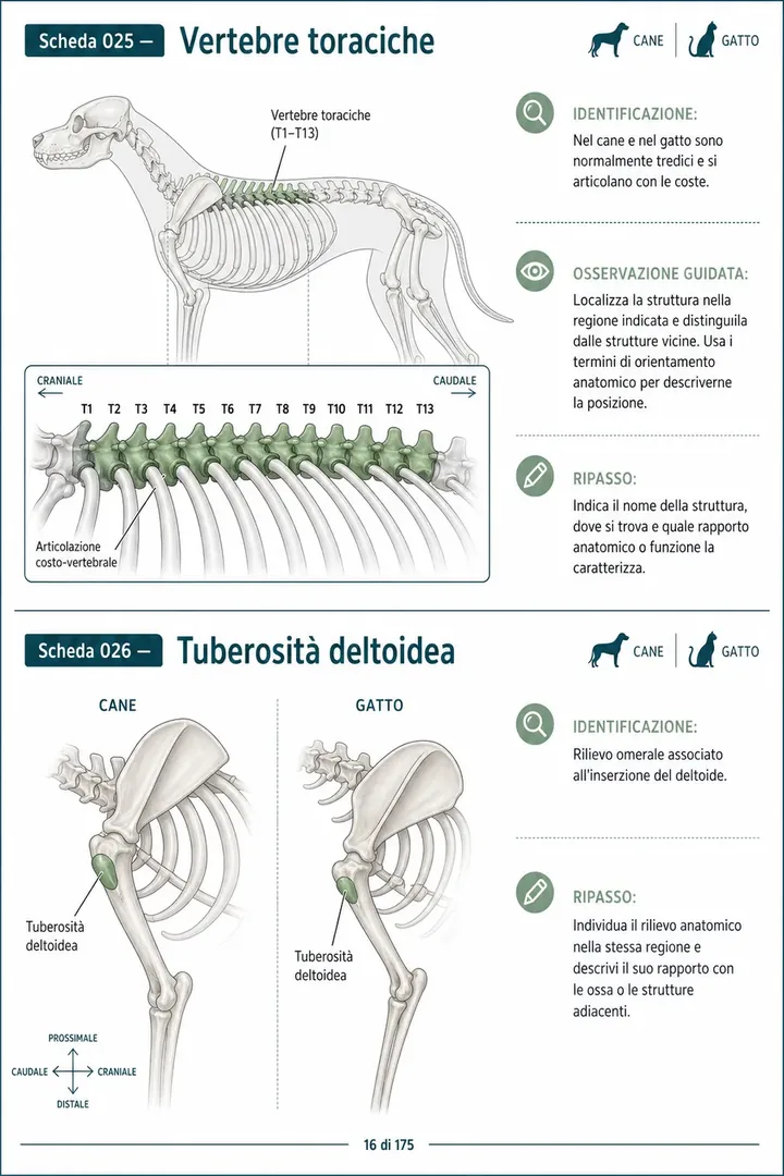 Pagina 5 delle schede visive di anatomia del cane e del gatto