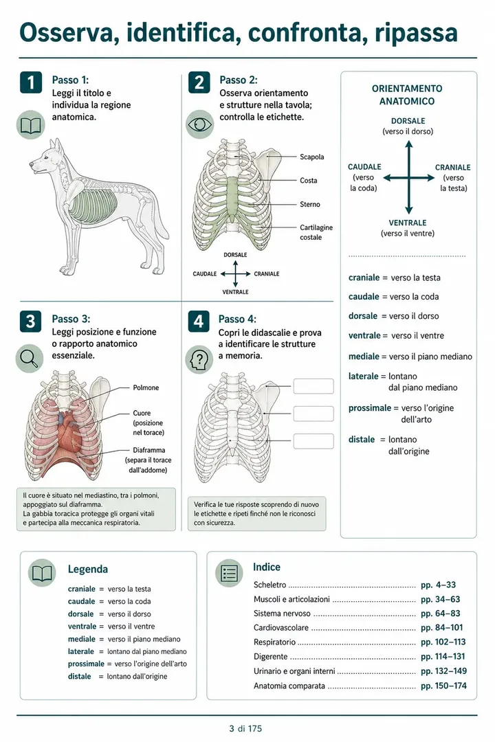 Pagina 3 delle schede visive di anatomia del cane e del gatto
